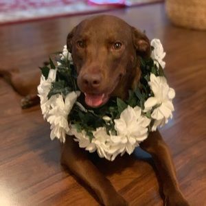 Custom made floral dog collar for flower girl pup